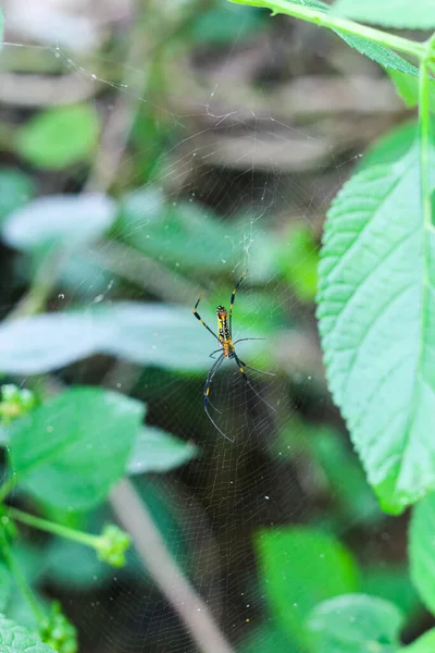 Pavouk Sedí Webu Zeleným Pozadím — Stock fotografie