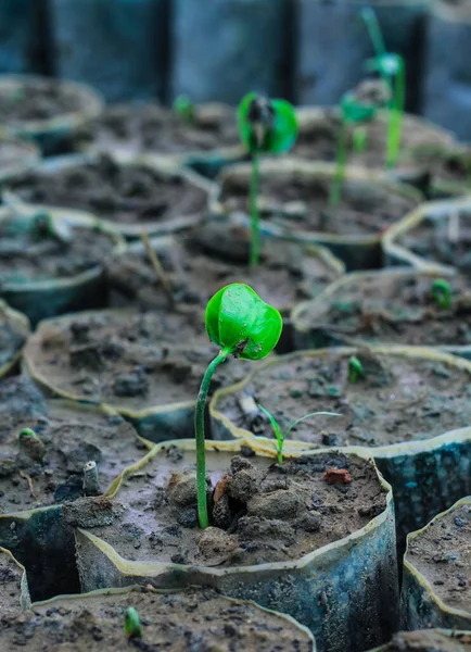 Toprakta küçük yeşil tohum. Lahana tohumu ekiyorum. Tarım konsepti. Küçük alan derinliği.