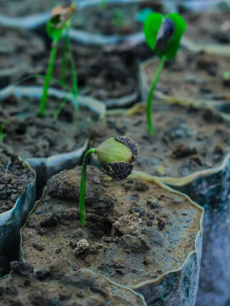 Маленький Зелений Саджанці Землі Розсада Капустяної Рослини Концепція Сільського Господарства — стокове фото