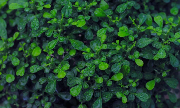 Yeşil yapraklar desen arkaplan, Doğal arkaplan ve duvar kağıdı.