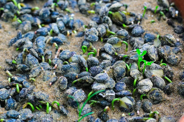 Toprakta küçük yeşil tohum. Lahana tohumu ekiyorum. Tarım konsepti. Küçük alan derinliği.