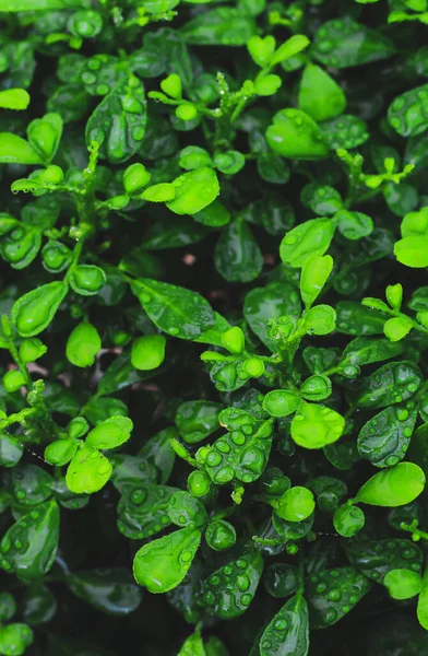 Yeşil yapraklar desen arkaplan, Doğal arkaplan ve duvar kağıdı.