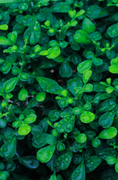 Yeşil yapraklar desen arkaplan, Doğal arkaplan ve duvar kağıdı.