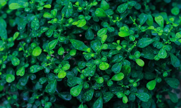 Yeşil yapraklar desen arkaplan, Doğal arkaplan ve duvar kağıdı.