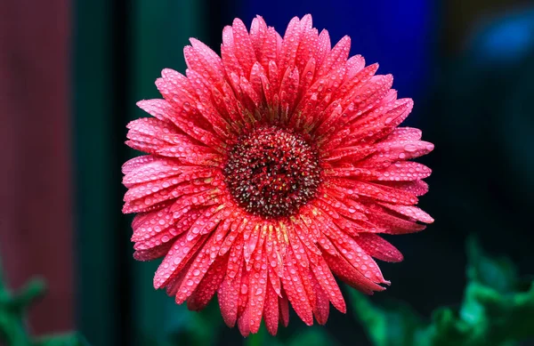 Raindrops Beautiful Red Flower Green Background Wallpaper Red Flower Petals — Stock Photo, Image