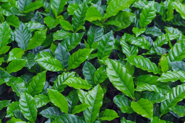 Yeşil yapraklar desen arkaplan, Doğal arkaplan ve duvar kağıdı.