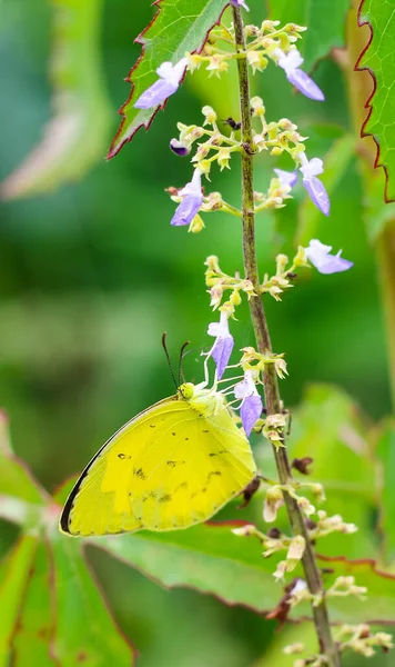 Gros Plan Papillon Ayant Nectar Sucré Sur Une Fleur Macro — Photo