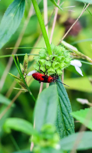 Black Red Beetles Collecting Food — Stock Photo, Image