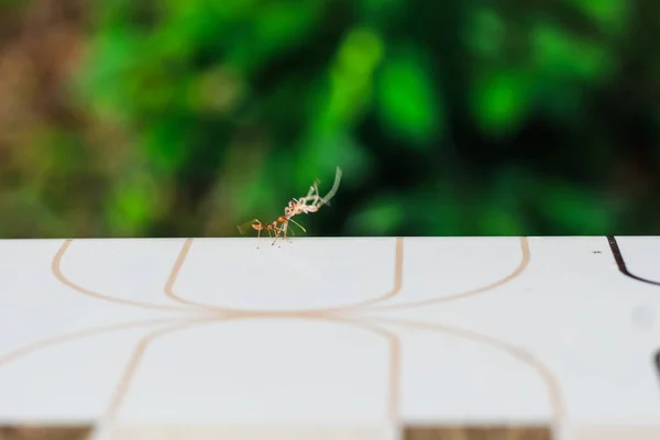 Kırmızı karınca, cesetten daha ağır yiyecek taşıyor. Kırmızı ve hızlı koşun..