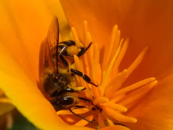 Abeille Ayant Miel Sur Fleur Cosmos Cosmos Bipinnatus Belle Fleur — Photo