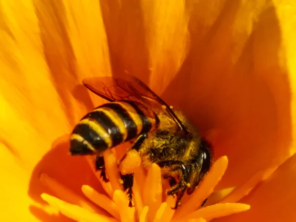 Abeille Ayant Miel Sur Fleur Cosmos Cosmos Bipinnatus Belle Fleur — Photo