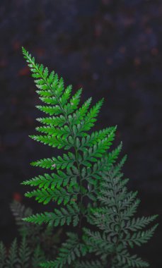 Duvar kağıdı için arka planı olan taze ve yeşil yapraklar.