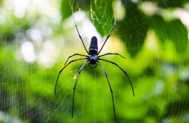 Örümcek, yeşil arka planda ağda oturuyor. Örümcek ağ örüyor.
