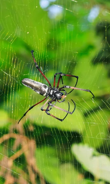 Spinne Sitzt Auf Dem Netz Mit Grünem Hintergrund Spinnenjagd — Stockfoto