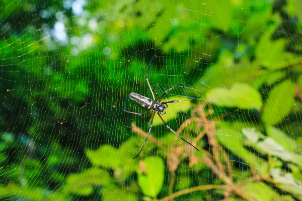 クモは緑の背景を持つウェブ上に座っている クモ狩り — ストック写真