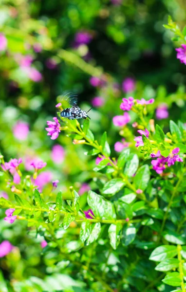 Шмель Собирает Пыльцу Цветок Шмель Летящий Над Цветком Зеленом Цветочном — стоковое фото