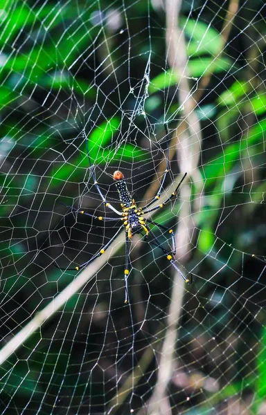 Örümcek Yeşil Arka Planda Ağda Oturuyor Örümcek Örüyor — Stok fotoğraf