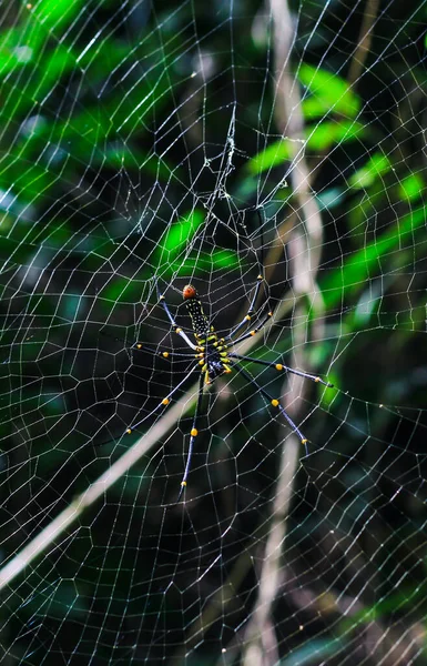 Spider Seduta Sul Web Con Sfondo Verde Spider Fare Una — Foto Stock