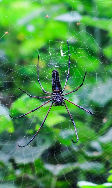 Spinne Sitzt Auf Netz Mit Grünem Hintergrund Spinne Bastelt Ein — Stockfoto