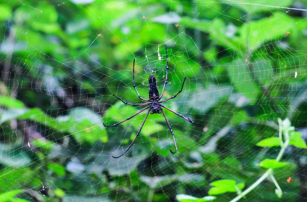 クモは緑の背景を持つWeb上に座っている クモの巣作り — ストック写真