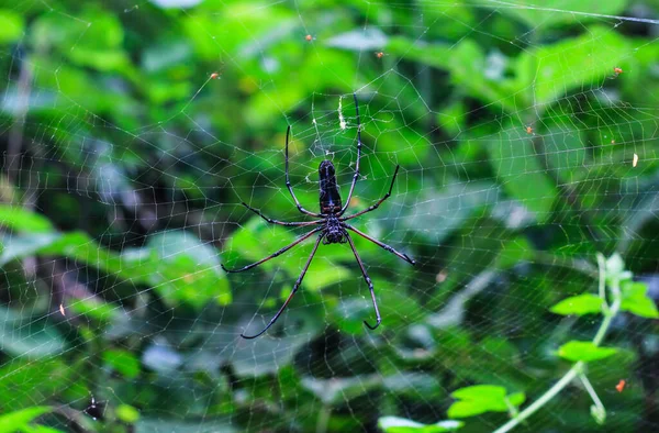 Spinne Sitzt Auf Netz Mit Grünem Hintergrund Spinne Bastelt Ein — Stockfoto