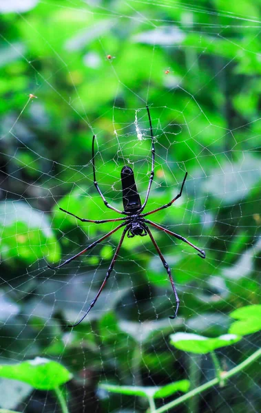 Spinne Sitzt Auf Netz Mit Grünem Hintergrund Spinne Bastelt Ein — Stockfoto