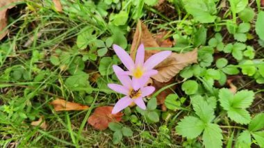 Yeşil çayır yapraklarıyla çevrili bir arının Crocus sativus (safran kruvazörü) çiçeğine girdiği ve tozlaştığı yakın çekim videosu. Görüntülerde gerçek zamanlı böcek davranışları ve safran bitkisinin narin mor yaprakları görülüyor..