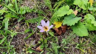 Yeşil çayır yapraklarıyla çevrili bir arının Crocus sativus (safran kruvazörü) çiçeğine girdiği ve tozlaştığı yakın çekim videosu. Görüntülerde gerçek zamanlı böcek davranışları ve safran bitkisinin narin mor yaprakları görülüyor..
