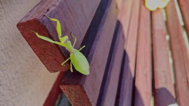 Dışarıdaki ahşap bir bankın kenarına tırmanan yeşil peygamber devesi videosu. Görüntüler, böceklerin insan yapımı arka planda eşsiz bir şekilde hareket ettiklerini vurguluyor..