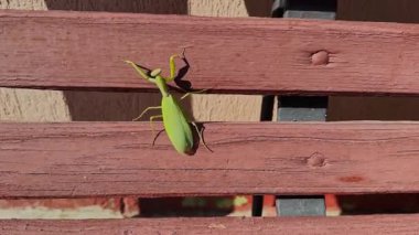 Dışarıdaki ahşap bir bankın kenarına tırmanan yeşil peygamber devesi videosu. Görüntüler, böceklerin insan yapımı arka planda eşsiz bir şekilde hareket ettiklerini vurguluyor..
