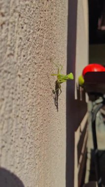 Kaba, dokulu bir duvarda yeşil peygamber devesinin yakın çekim videosu. Klipte böcekler ayrıntılı özellikler ve doğal duruş vurgulanıyor, sabır, odaklanma, ekoloji ve vahşi yaşamı simgeliyor..