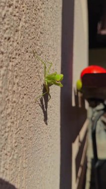 Kaba, dokulu bir duvarda yeşil peygamber devesinin yakın çekim videosu. Klipte böcekler ayrıntılı özellikler ve doğal duruş vurgulanıyor, sabır, odaklanma, ekoloji ve vahşi yaşamı simgeliyor..