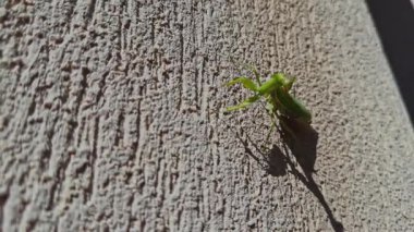 Kaba, dokulu bir duvarda yeşil peygamber devesinin yakın çekim videosu. Klipte böcekler ayrıntılı özellikler ve doğal duruş vurgulanıyor, sabır, odaklanma, ekoloji ve vahşi yaşamı simgeliyor..