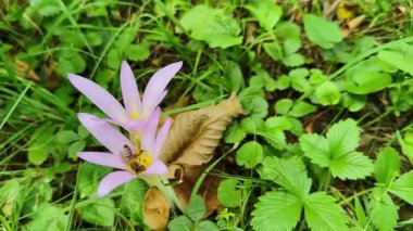 Yeşil çayır yapraklarıyla çevrili bir arının Crocus sativus (safran kruvazörü) çiçeğine girdiği ve tozlaştığı yakın çekim videosu. Görüntülerde gerçek zamanlı böcek davranışları ve safran bitkisinin narin mor yaprakları görülüyor..