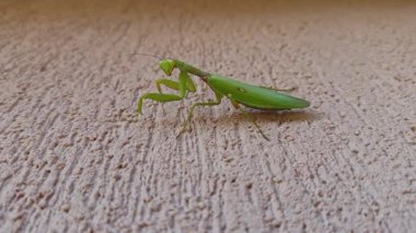 Kaba, dokulu bir duvarda yeşil peygamber devesinin yakın çekim videosu. Klipte böcekler ayrıntılı özellikler ve doğal duruş vurgulanıyor, sabır, odaklanma, ekoloji ve vahşi yaşamı simgeliyor..