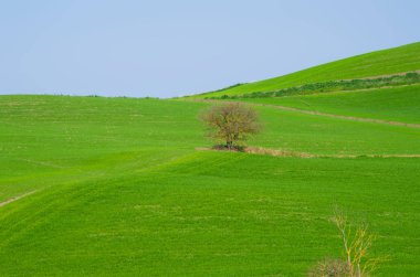 kırsal mavi gökyüzünün altında yeşil alanlarında izole ağaç çıkmaktadır