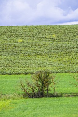 kırsal mavi gökyüzünün altında yeşil alanlarında izole ağaç çıkmaktadır