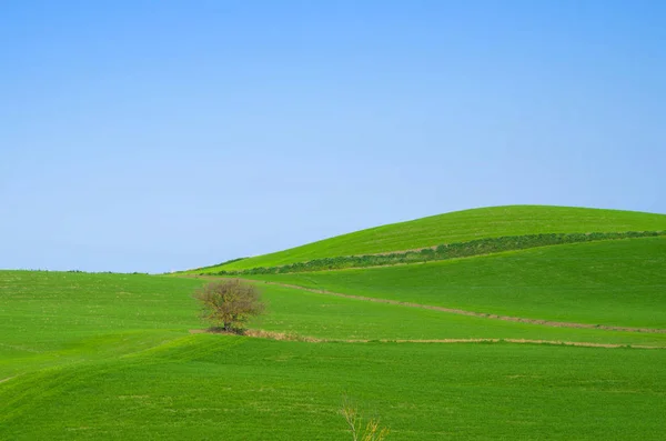 Árvore Isolada Destaca Nos Campos Verdes Campo Sob Céu Azul — Fotografia de Stock