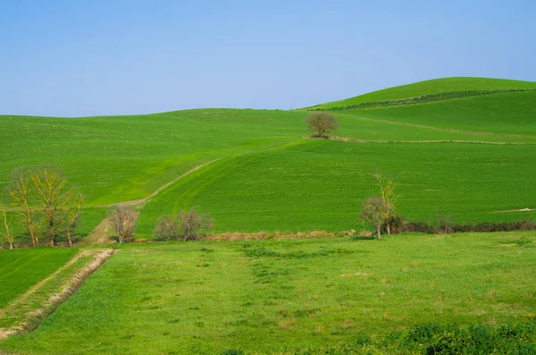 Árvore Isolada Destaca Nos Campos Verdes Campo Sob Céu Azul — Fotografia de Stock