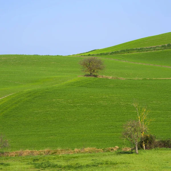 Árvore Isolada Destaca Nos Campos Verdes Campo Sob Céu Azul — Fotografia de Stock