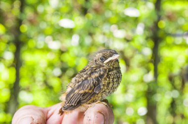 Doğanın arkadaşım yaralı kuş ilgilenir 