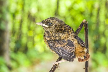 yeşil ağaçlar tarafından korunan dalı üzerinde vahşi orman küçük kuş