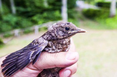 Doğanın arkadaşım yaralı kuş ilgilenir 