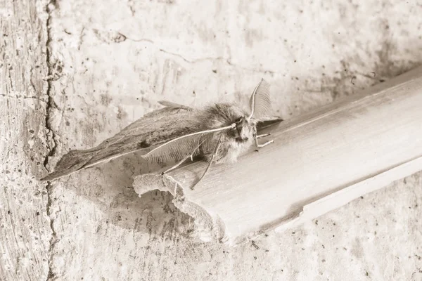 Borboleta Marrom Vermelho Com Belas Antenas Pára Para Descansar Durante — Fotografia de Stock