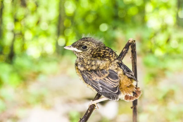 Piccolo Uccello Foresta Selvatica Sul Ramo Protetto Alberi Verdi — Foto Stock