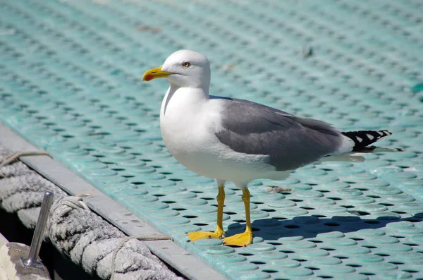 Gray Blue Seagull Pier Pier Light Blue Color — Stock Photo, Image