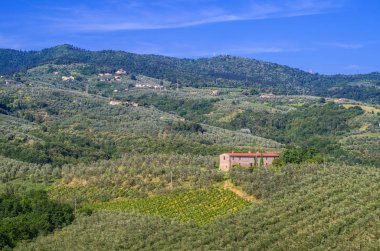 Üzüm bağları, zeytin ağaçları, orman, Tuscan kırsal çiftlikleri ve