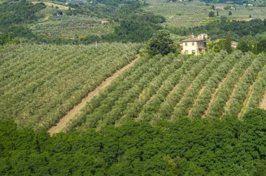 Üzüm bağları, zeytin ağaçları, orman, Tuscan kırsal çiftlikleri ve