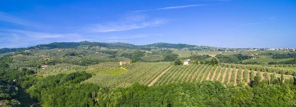 Tuscan countryside with vineyards, olive trees, woods, farms and — Stock Photo, Image