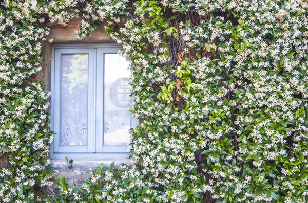 facade of historic building covered with climbing jasmine